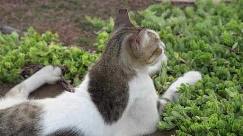 Cat Relaxing in a Patch of Succulent Plants