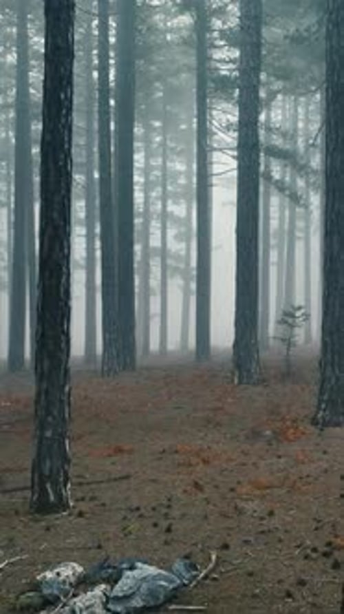 Vertical Video Misty Forest Flight Between Trees in the Foggy Forest