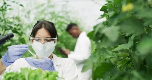 Scientist Examines Plants with Microscope in Greenhouse