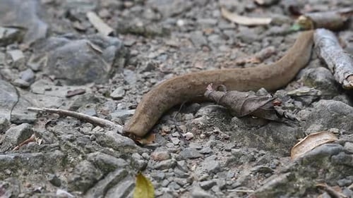 Land Slug, Mollusca, Kaeng Krachan National Park, UNESCO World Heritage; Thailand; an individual see