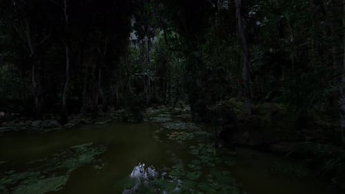 Mysterious Dark Forest Swamp Slow Pan