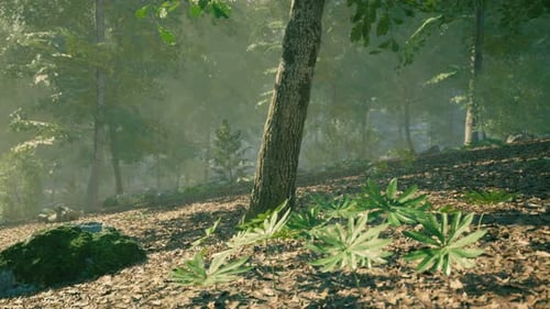 A Serene Forest Landscape with Sunlight Filtering Through the Trees in Spring