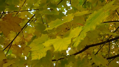 Close Up of Yellow Maple Leaves on Tree Branches Sway on the Wind at Autumn Forest