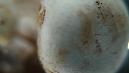 Video von einem Haufen Champignons, ROHE Champignons, WEISSE KAPSELN, auf einem rotierenden Ständer, sanfte Bewegung, langsam