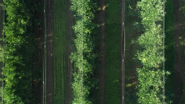 Alignment of Trees Shows Careful Planning in Orchard, Nature Stock ...