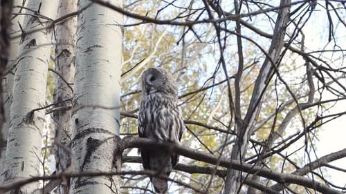 A great gray owl perches on a branch.