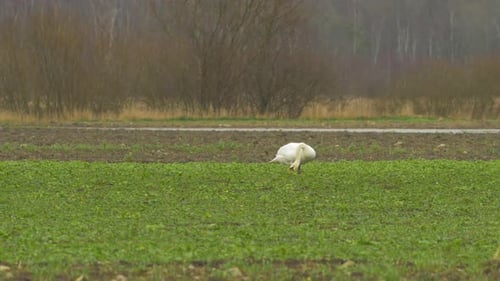 Single white mute swan (Cygnus olor) eating fresh food in green rape field in overcast spring day, m