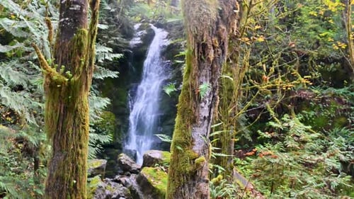 Waterfall cascades through a lush green rainforest surrounded by mossy trees and thick vegetation.