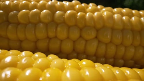Freshly Boiled Tasty Sweet Golden Corn Cob Appetizing Healthy Natural Nutrition Vegan Or Vegetarian