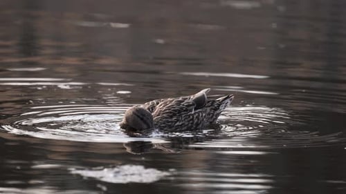 Female Mallard Duck Foraging For Food In Pond At The Park. close up, slow motion
