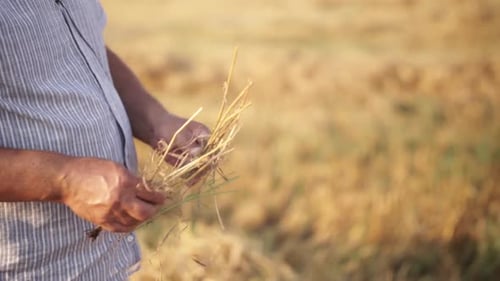 Adult Holding Wheat Crop in Rural Field