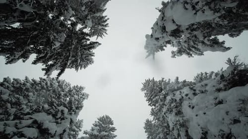 Schneebedeckte Bäume bei Schneefall. Blick in den Himmel und rotieren, Schneeflocken treffen auf die Linse.