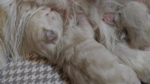 Gato Ragdoll felino dando a luz a un bebé, gatito, mascota, amamantando con leche materna