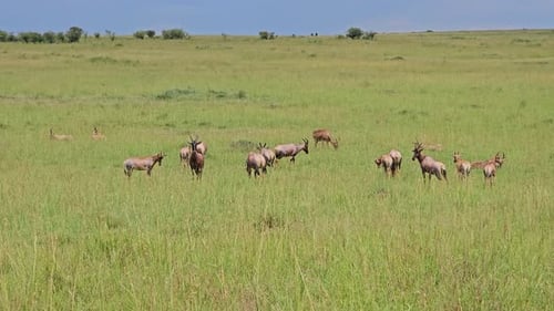 Herd of wild topi antelopes grazing in Masai Mara savanna, Kenya