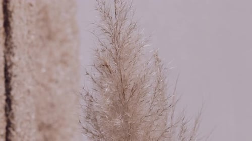Pampas grass against textured beige wall