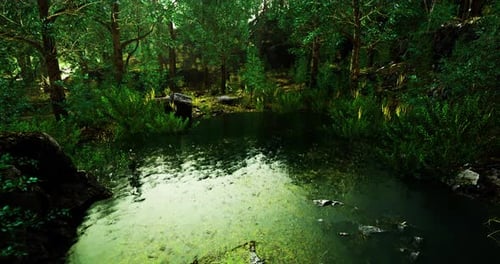 Quiet Forest Pond Surrounded By Lush Greenery in the Afternoon Light