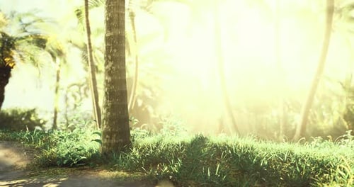 Sunlight Filters Through Lush Greenery in a Tranquil Forest Setting