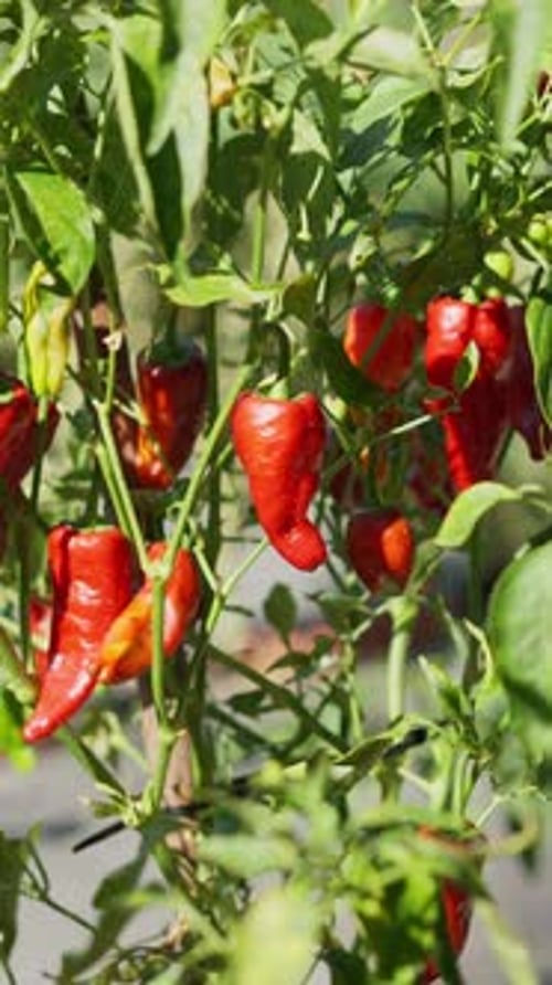 Red Bell Peppers Growing in a Leafy and Sunny Garden