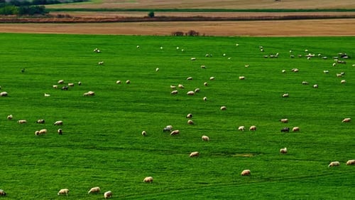 Aerial view of sheep herd grazing on green meadow in rural landscape