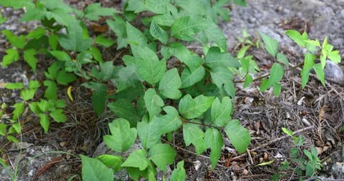 Vidéo statique de Poison Ivy