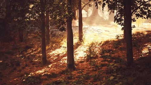 The Sun Shines Through the Trees in the Forest