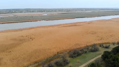 Drone Flies Up and Shoots Video of Yellow Dry Reeds Growing Along Shores of Small Lake