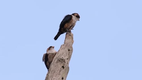 Two Birds Perched on a Weathered Tree Stump