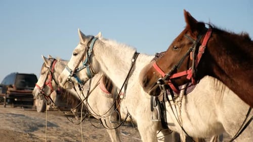 Horses Resting After the Walk