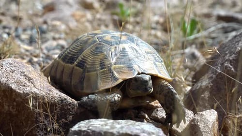 Tortue marche sur le sol de la rue Tortue de mer rampant sur des rochers et des rochers à l'état sauvage