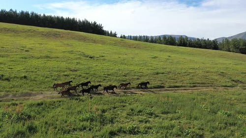 Herd of Wild Horses Running on Green Meadow