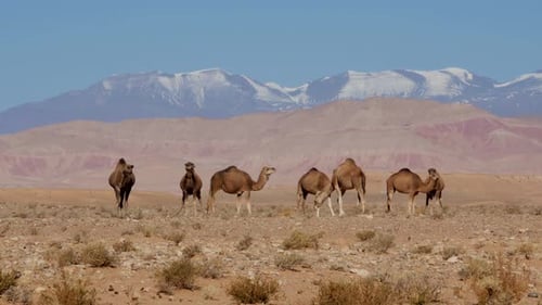 Dromedaries in the sahara desert and Atlas mountains in Morocco