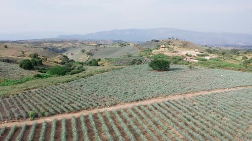 Agave field in Tequila, Mexico 5