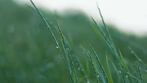 Close up Dew Drops on Green Grass