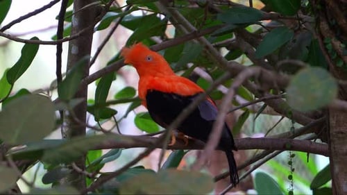 Male Andean cock-of-the-rock, peruvianus) with striking plumage, perched on tree branch, curiously w