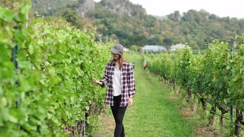 Female Farmer Checking Crop of Grapes on Ecological Farm.