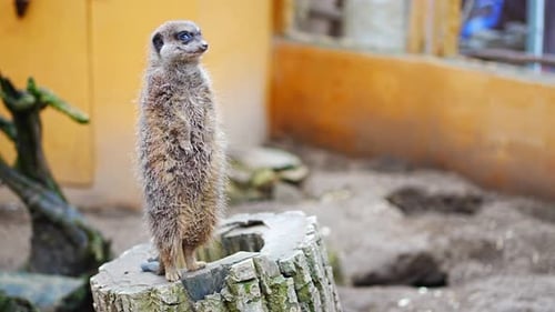Close View of Meerkats in One of Pragur Zoo Europe