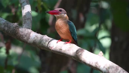 Un martin-pêcheur à bec de cigogne perché sur une branche au-dessus d'une rivière.