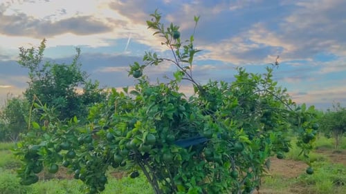 Rural Citrus Orchard During Golden Hour