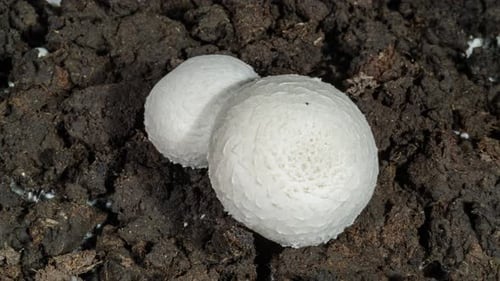 White Mushrooms Growing in Dark Moist Soil