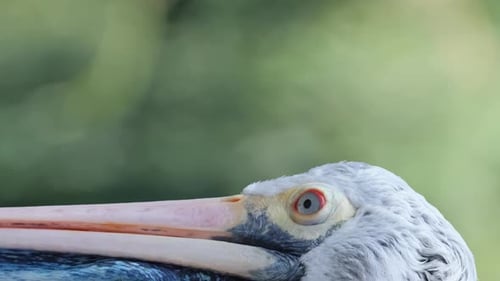 Beautiful White Pelicans in the Wild A Large Seabird in Western Australia Wildlife Captured in