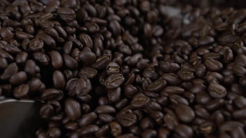 Roasted Coffee Beans with Silver Tool