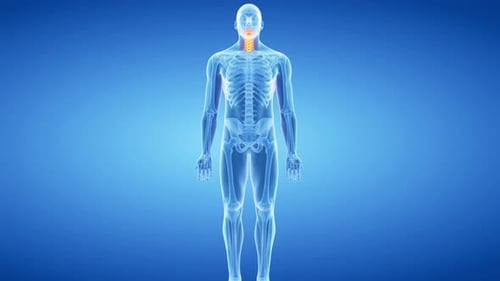 Human cervical spine anatomy highlighting vertebrae in a digital medical scan