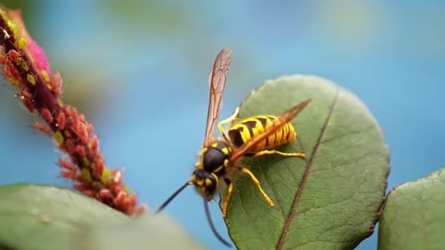 Bee