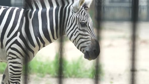 The Zebra in the zoo.