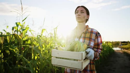 Caucasian Young Beautiful Woman Farmer Walks Through Field and Carries in Hands Box with Harvested