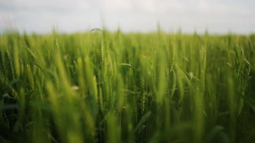 Green Wheat Field Ears of Wheat Swaying From Gentle Wind Unripe Grain Farm Field Rich Harvest