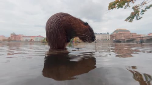 Close-up of Coypu standing on log floating in water, carefully washing and cleaning its fur