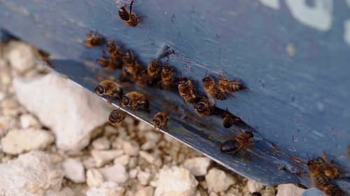 Bees at the comb door in the hive