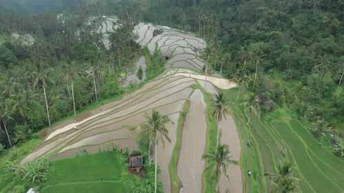 Flying close above undulating verdant rice terraces and coconut palm trees
