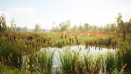Serene Wetland Pond with Cattails and Lush Greenery